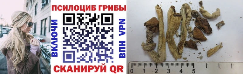 дарк нет Telegram  Лангепас  Галлюциногенные грибы Psilocybine cubensis 